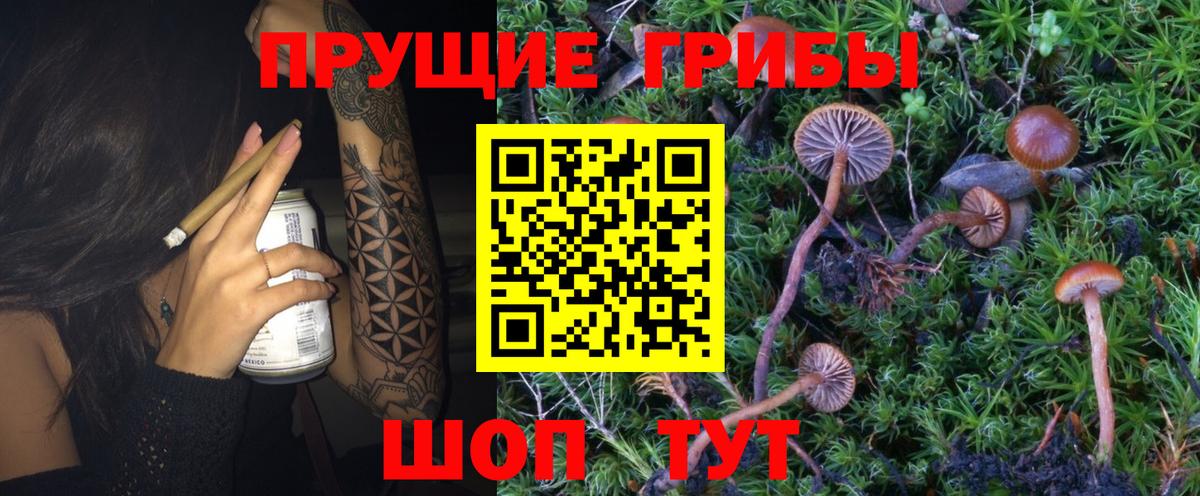 Галлюциногенные грибы GOLDEN TEACHER Тавда